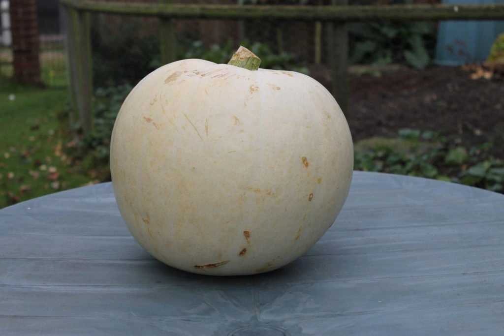 Ghost Pumpkin Green Table Halloween Pumpkin Guide by Immortal Wordsmith