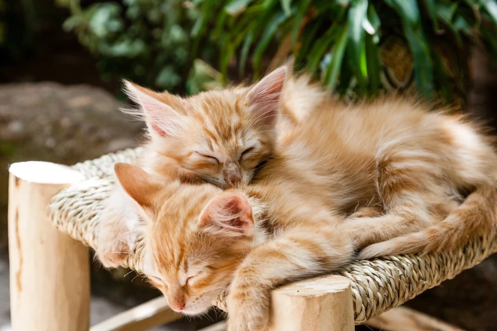 ginger kittens sleeping