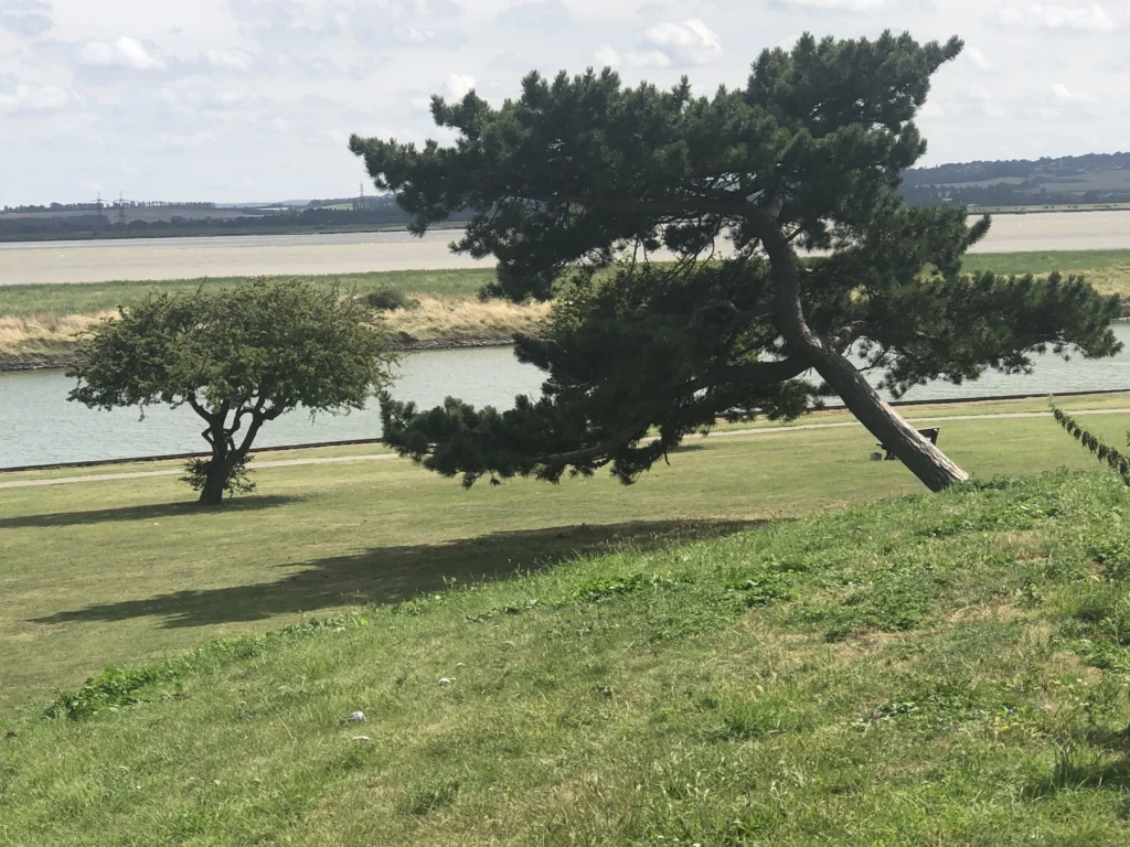 tree by river