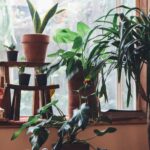 Beauty Products You Can Grow at Home