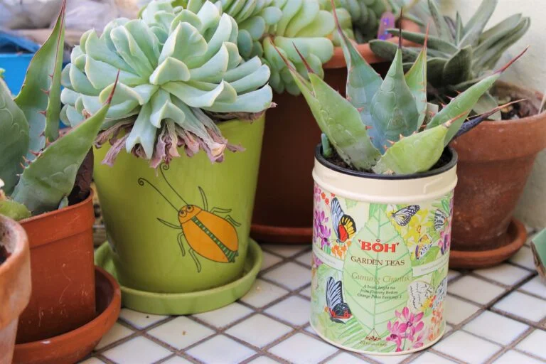 plant in tea caddy