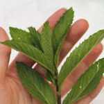 herbal mint leaf tea