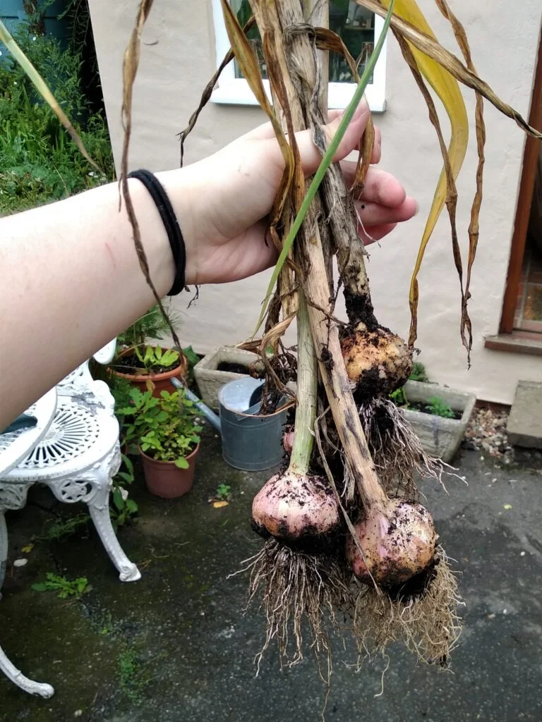 grow garlic at home