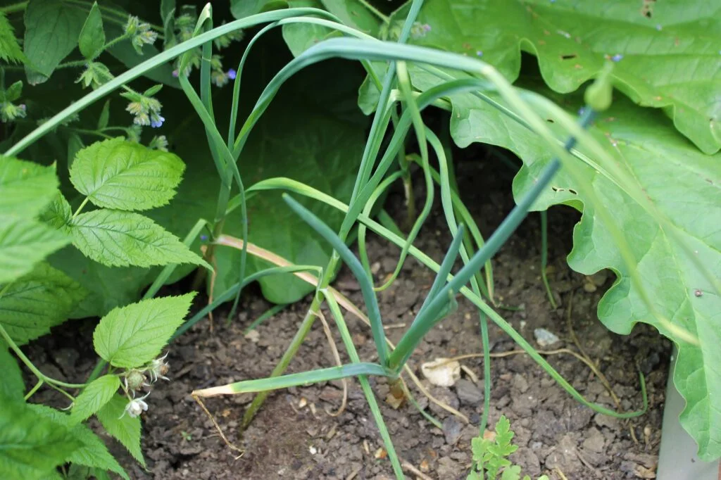 grow garlic outside
