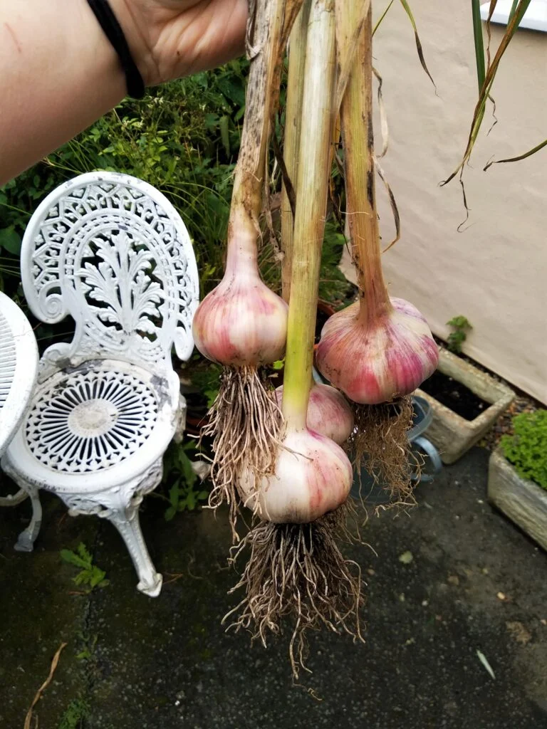 harvested garlic bulbs