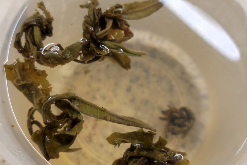 green tea leaves in water