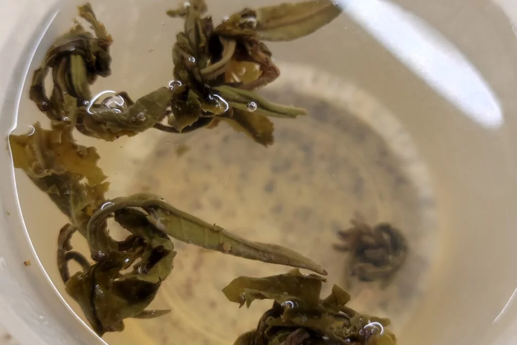 green tea leaves in water