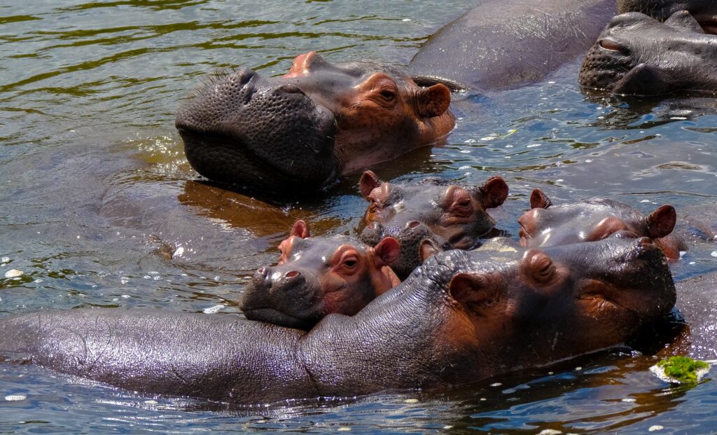 group of hippos in the water