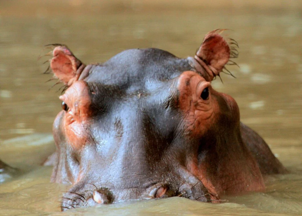 hippo head above the water level