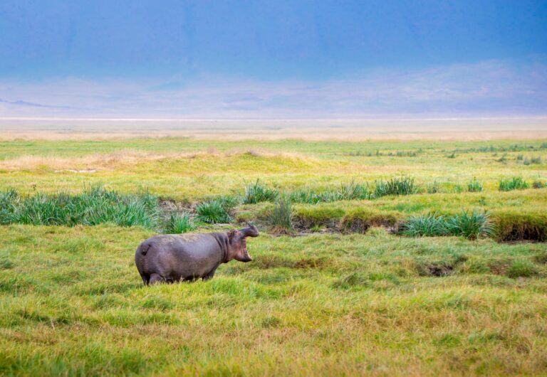 hippo with open mouth in a grassy field