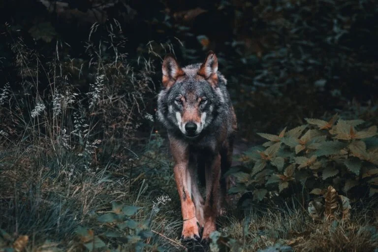 king ceolwulf of wessex