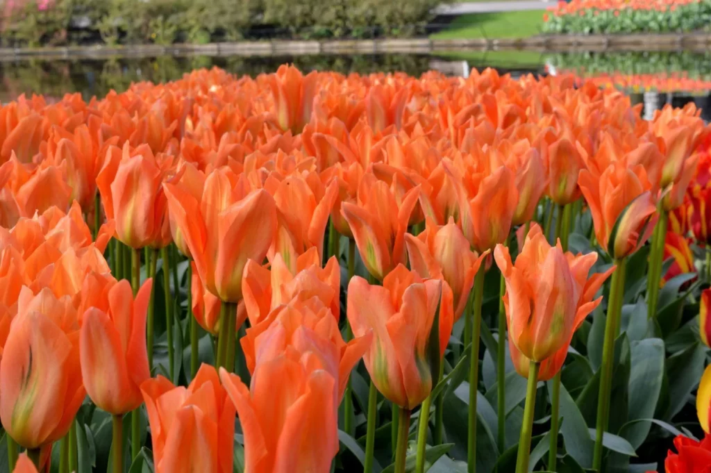 orange emperor tulip variety