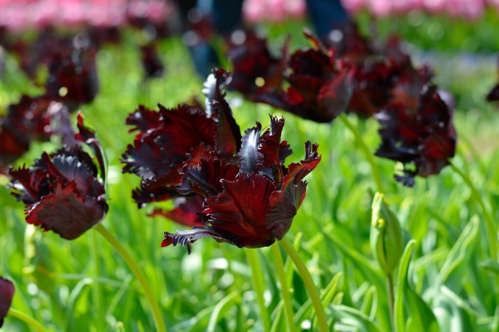 black parrot tulip variety uk