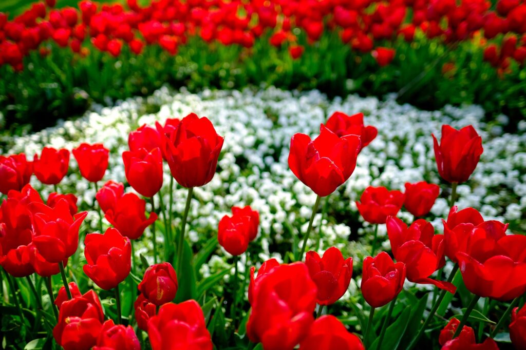 red and white flowers