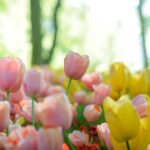 best tulip varieties