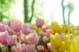 best tulip varieties