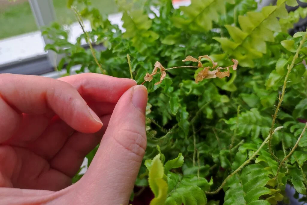 brown boston fern fronds