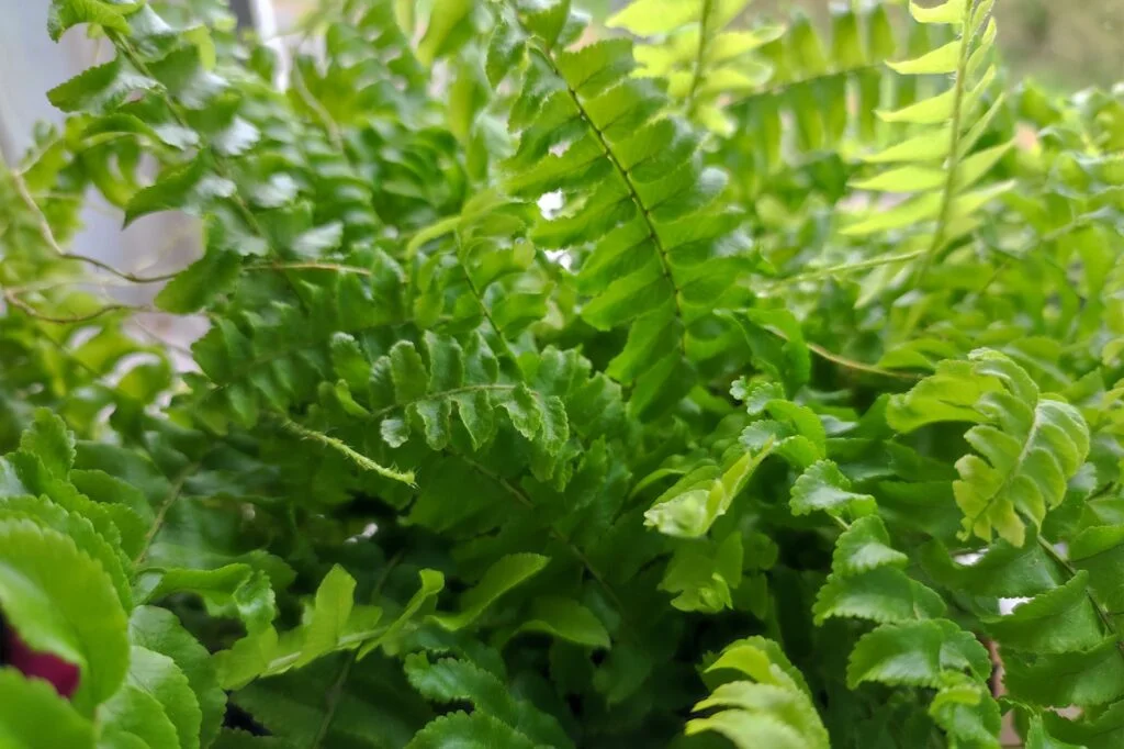 healthy boston fern tips