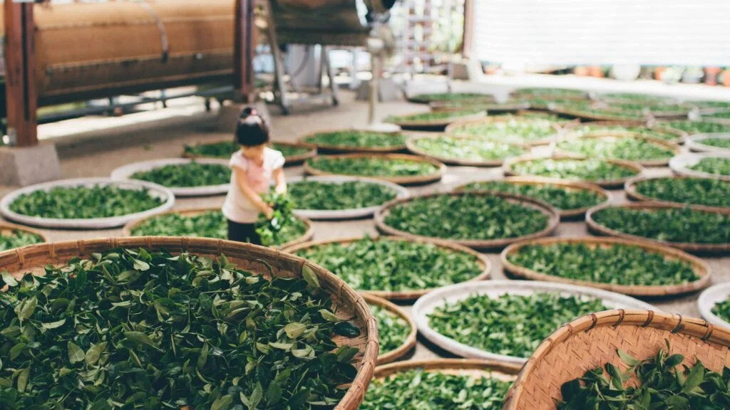 tea origins in taiwan