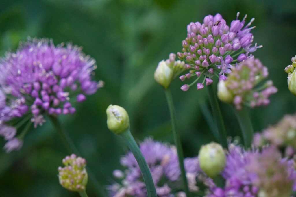 alliums by jen wewers