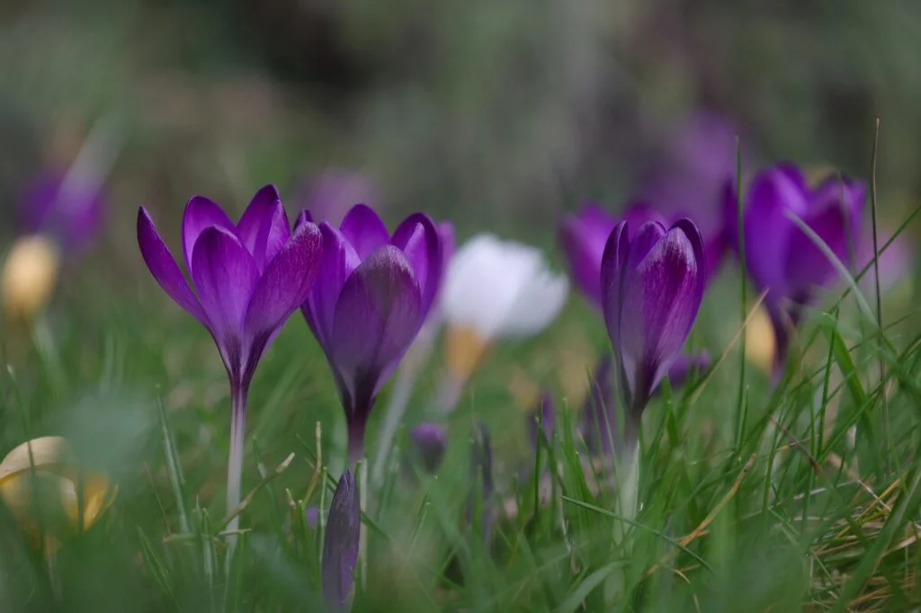 crocus autumn planting bulbs