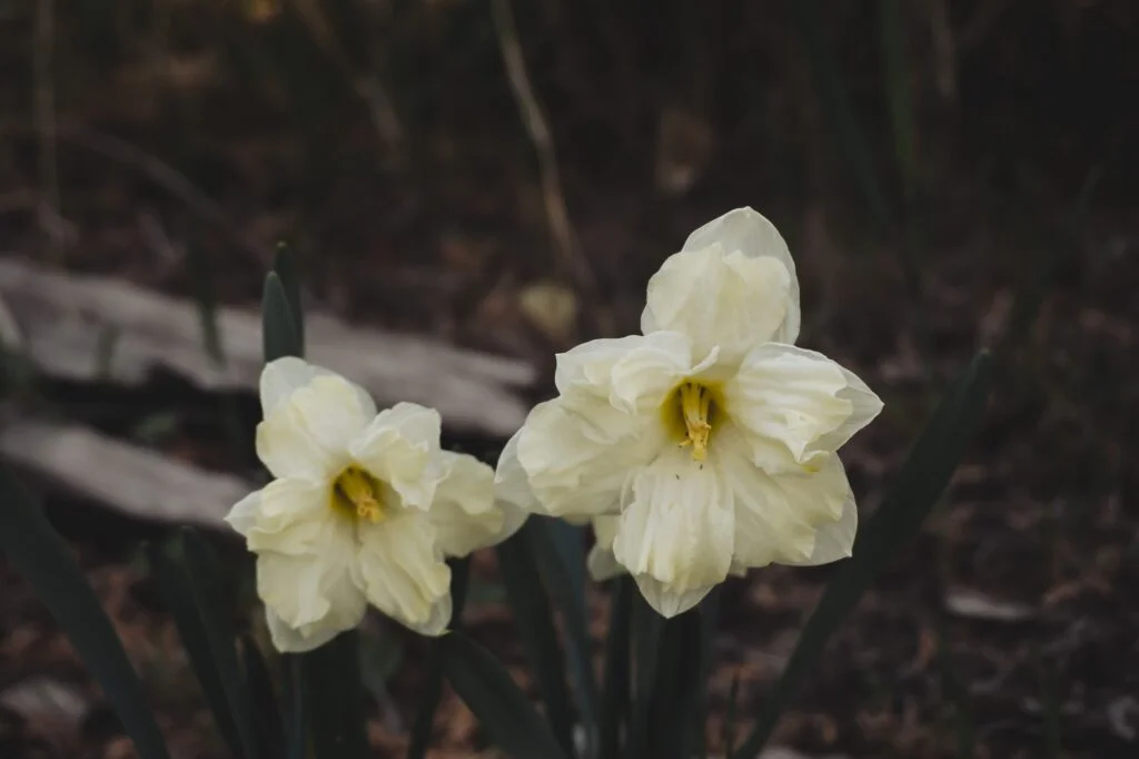 daffodils by Donna McL