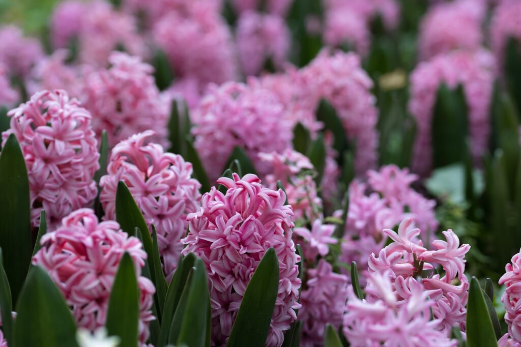 hyacinths by tasha k