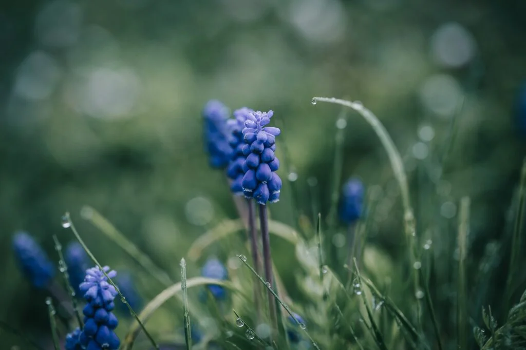 muscari by nine koepfer
