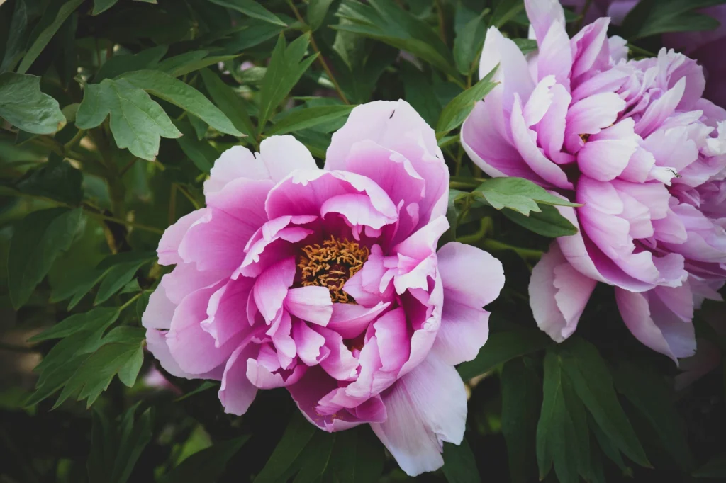 5 gorgeous peonies to grow in autumn