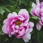 5 gorgeous peonies to grow in autumn