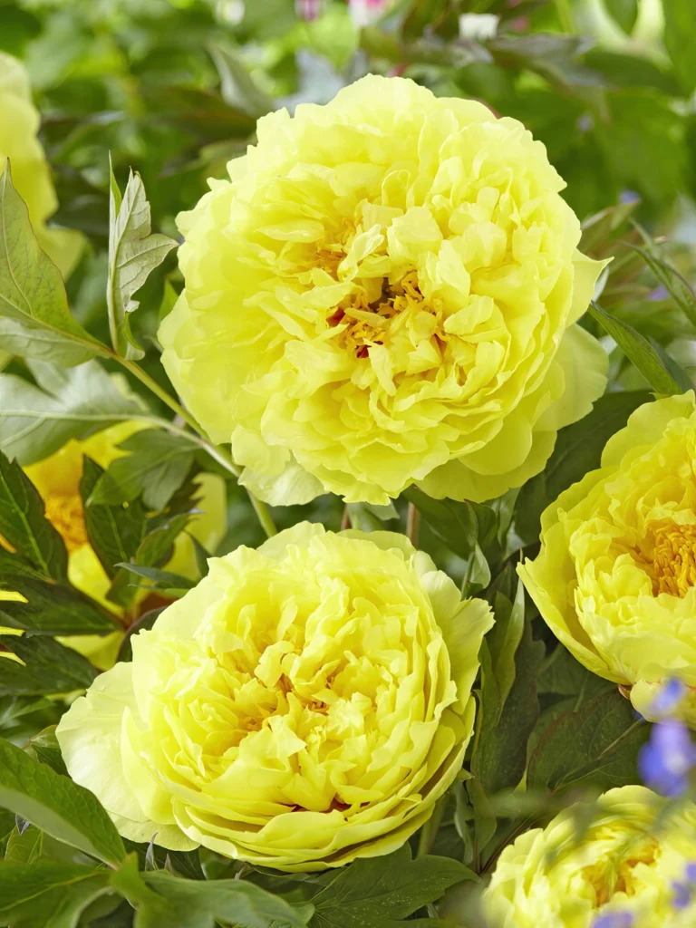 peony bartzella