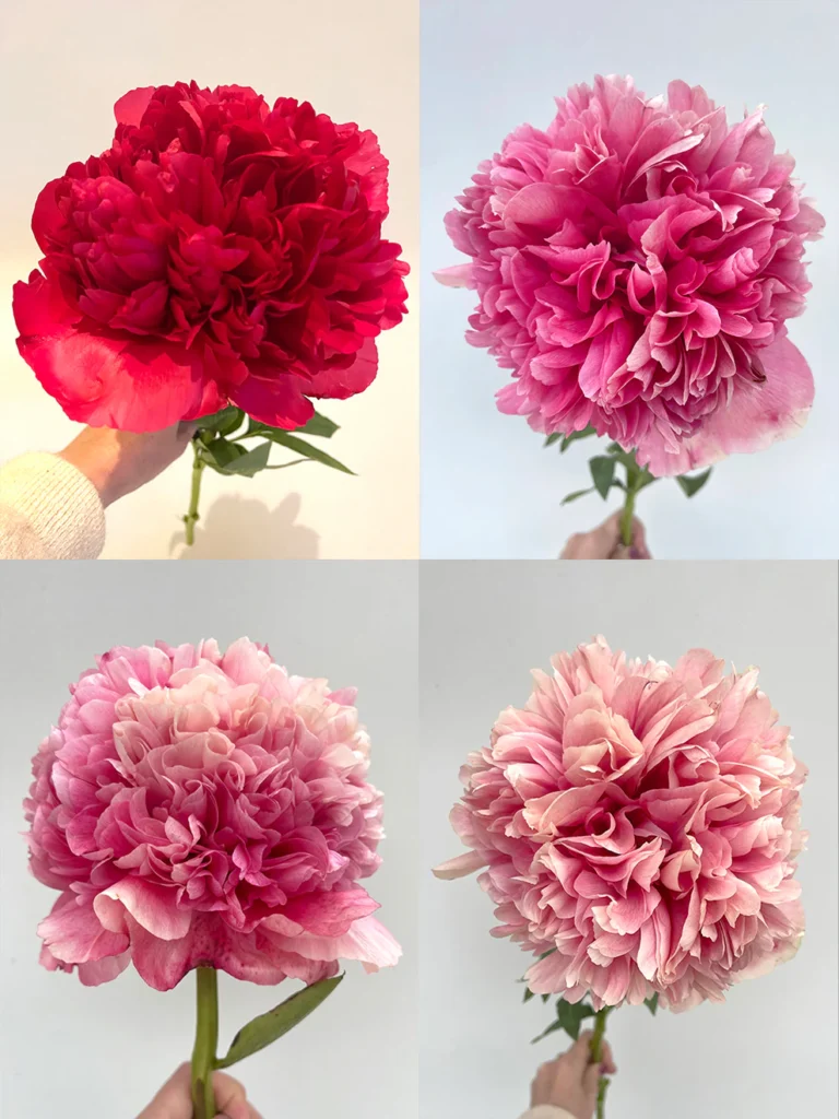 peony command performance