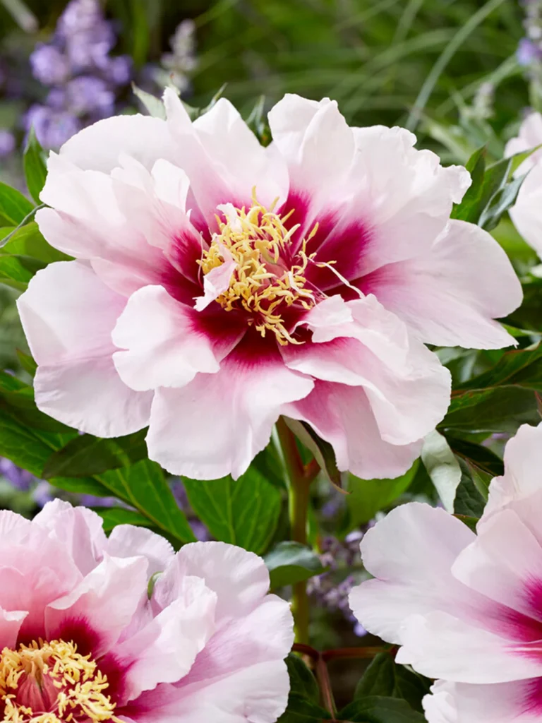 peony cora louise