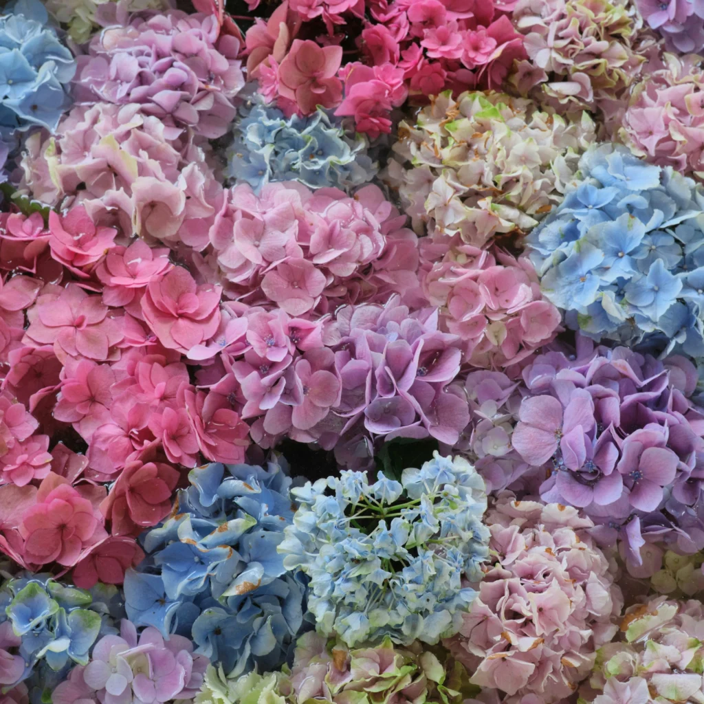 hydrangea flowers for photography