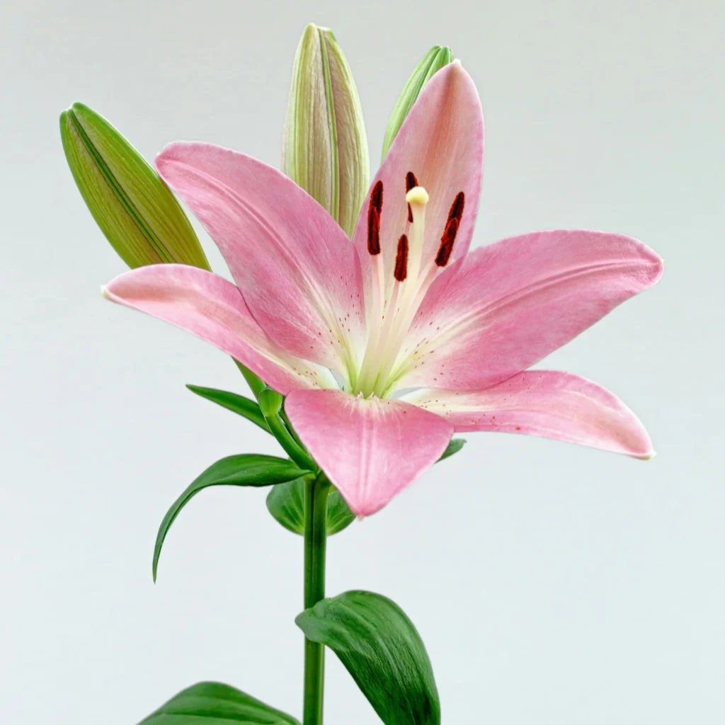 pink lily