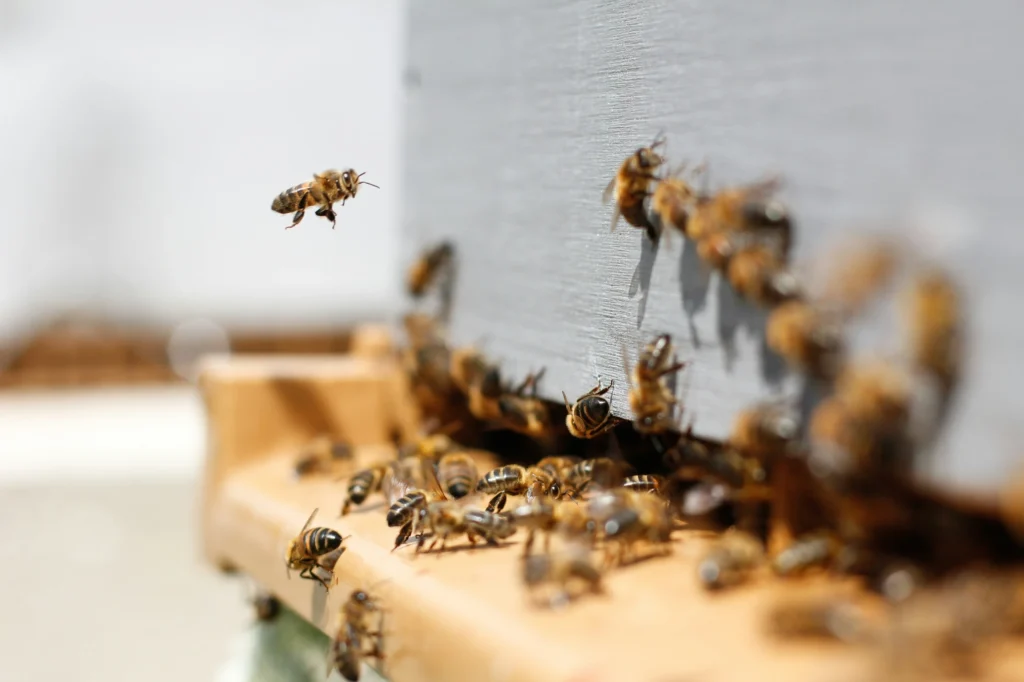bees entering a hive