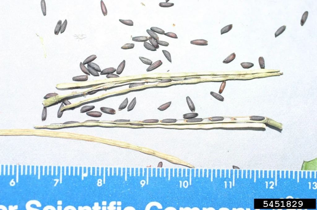 garlic mustard seeds