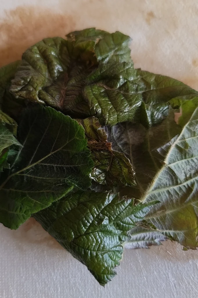 bruised leaves