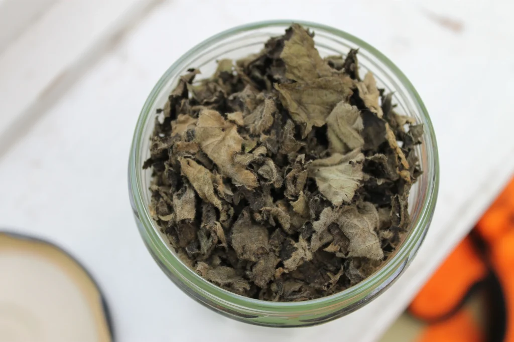 dried blackberry leaves