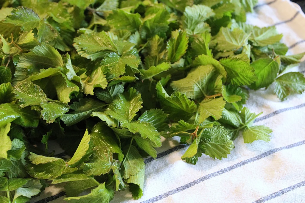 drying blackberry leaves