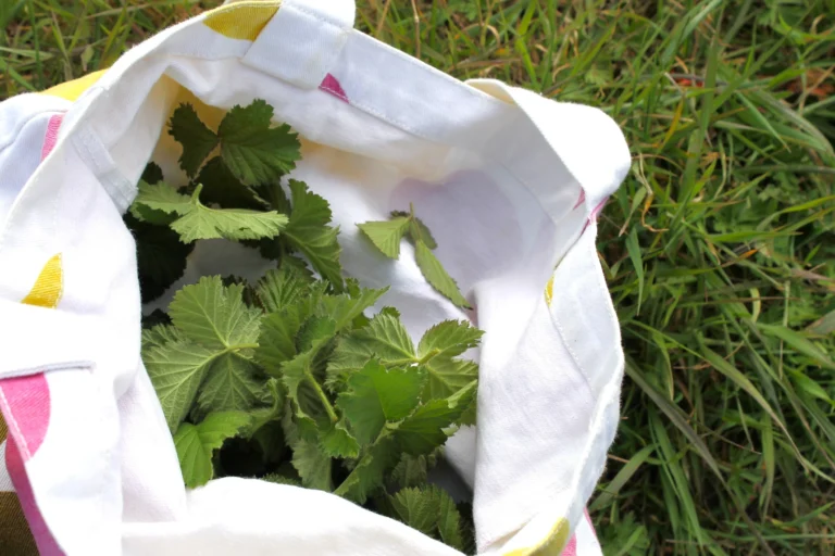 Blackberry Leaf Tea - Foraging Guide and Recipes