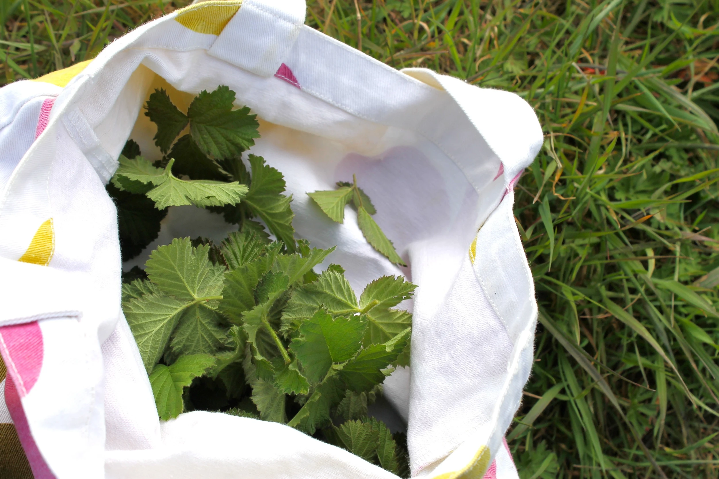 Blackberry Leaf Tea - Foraging Guide and Recipes