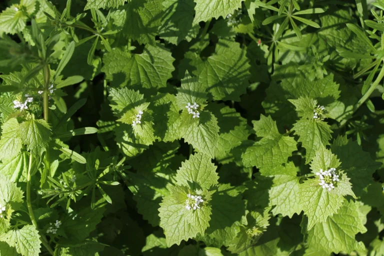 How to Forage Garlic Mustard in the UK