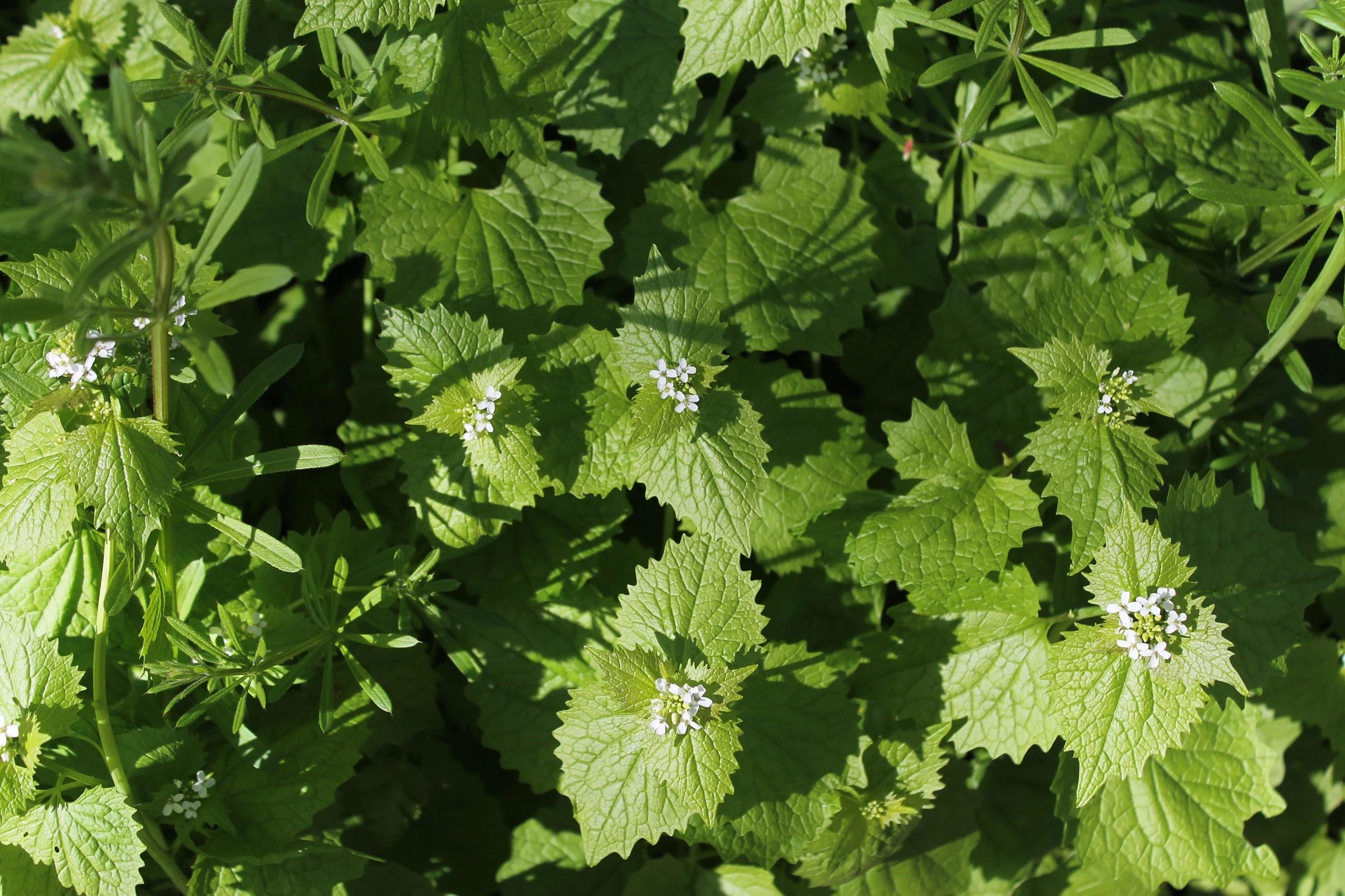 How to Forage Garlic Mustard in the UK