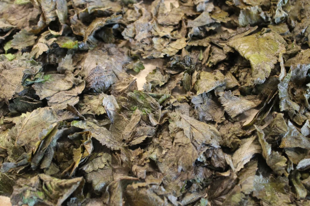 fermented blackberry leaves