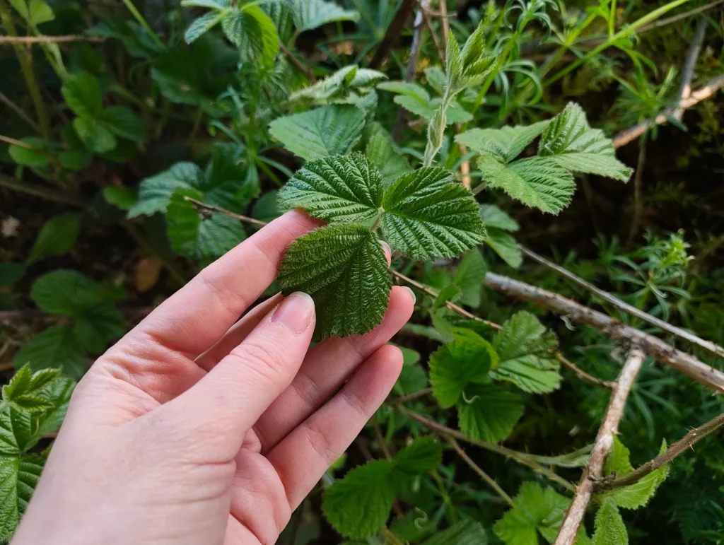 foraging blackberry bramble leaves