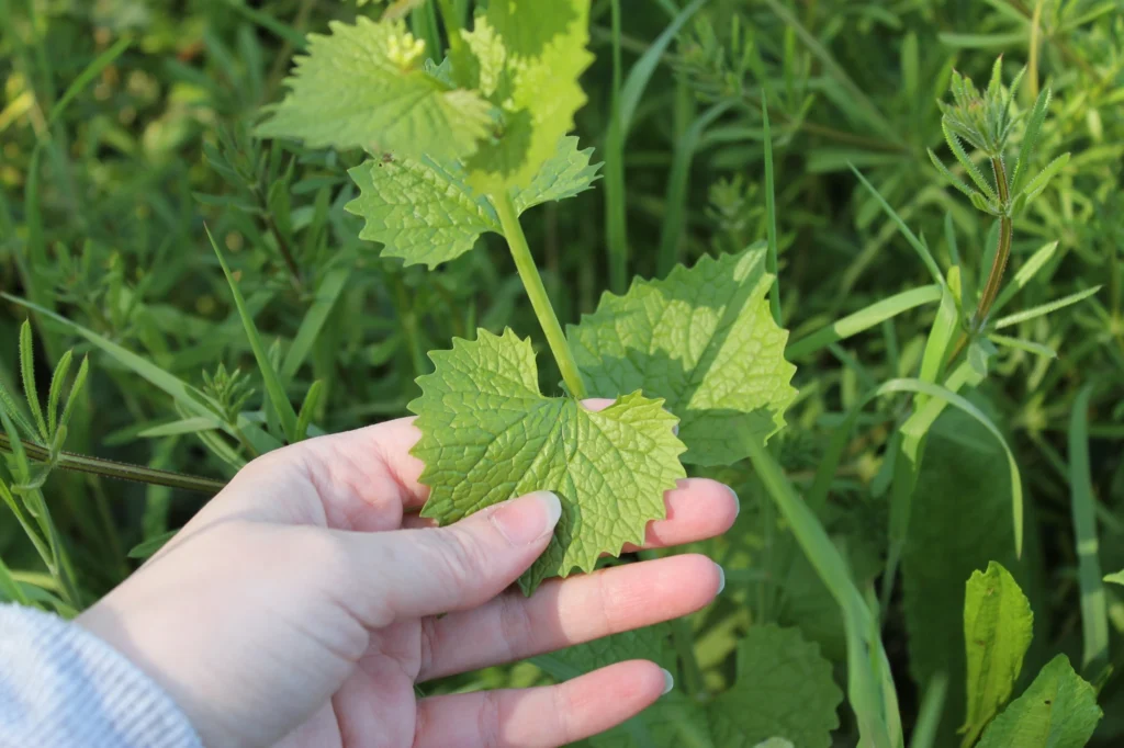 foraging jack by the hedge