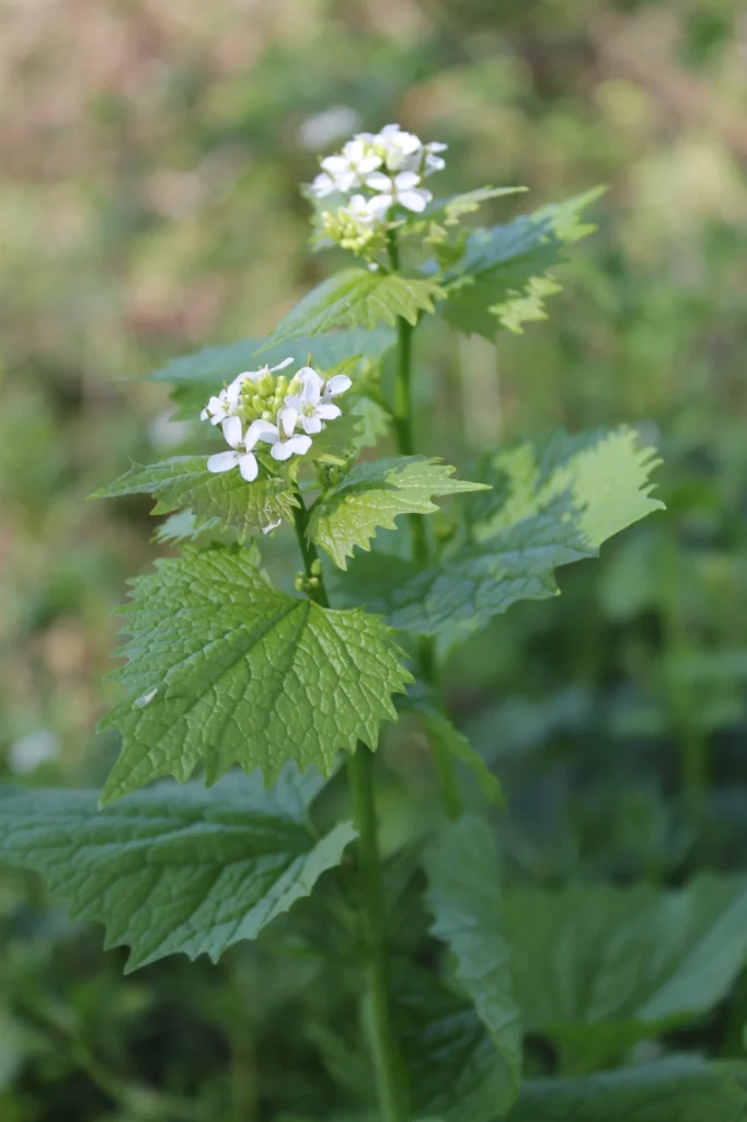 garlic mustard plant