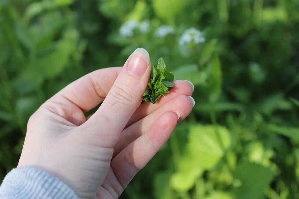 identifying wild garlic mustard