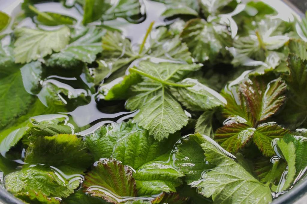 washing blackberry leaves
